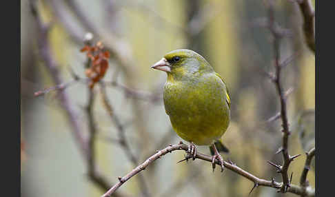 Grünfink (Carduelis chloris)