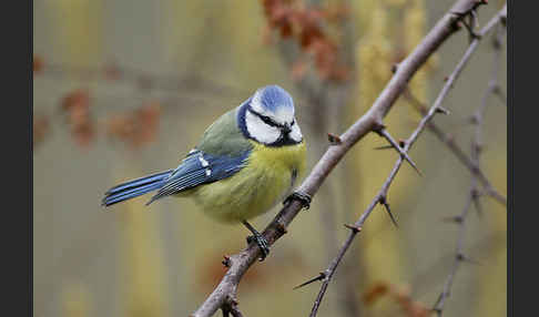 Blaumeise (Parus caeruleus)