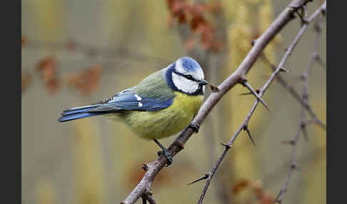 Blaumeise (Parus caeruleus)