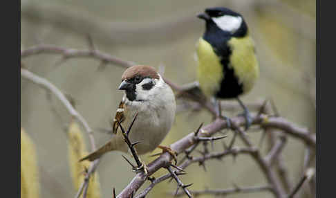 Kohlmeise (Parus major)