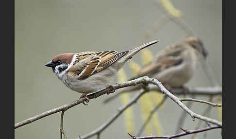 Feldsperling (Passer montanus)