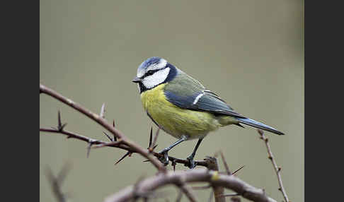 Blaumeise (Parus caeruleus)