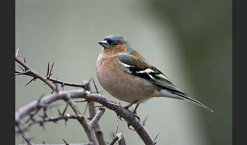 Buchfink (Fringilla coelebs)