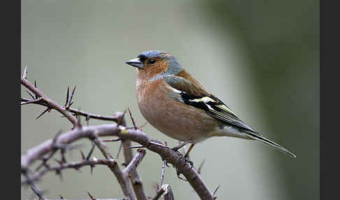 Buchfink (Fringilla coelebs)