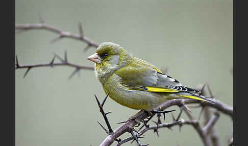 Grünfink (Carduelis chloris)