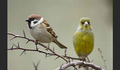 Grünfink (Carduelis chloris)