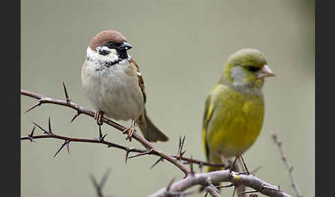 Grünfink (Carduelis chloris)