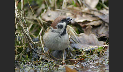 Feldsperling (Passer montanus)