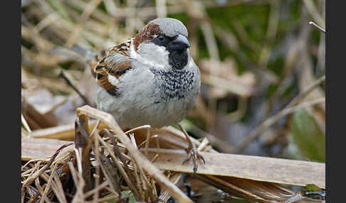 Haussperling (Passer domesticus)