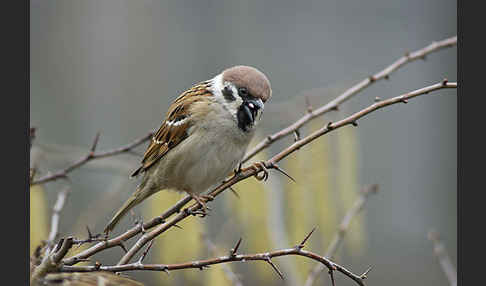 Feldsperling (Passer montanus)