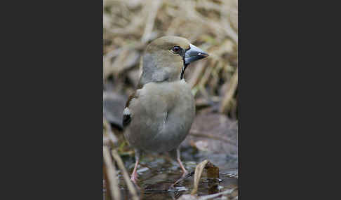 Kernbeißer (Coccothraustes coccothraustes)