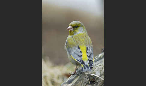 Grünfink (Carduelis chloris)