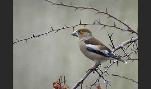 Kernbeißer (Coccothraustes coccothraustes)