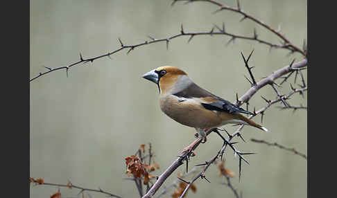 Kernbeißer (Coccothraustes coccothraustes)