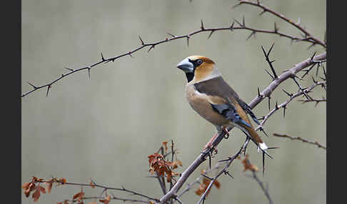 Kernbeißer (Coccothraustes coccothraustes)