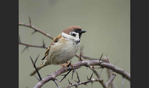 Feldsperling (Passer montanus)