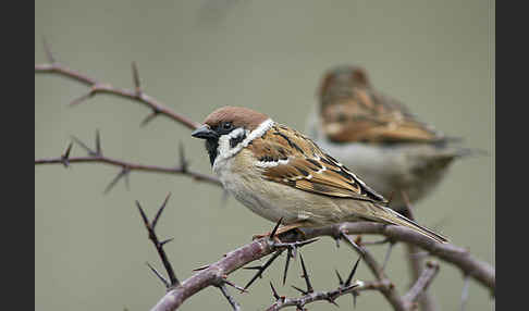 Feldsperling (Passer montanus)