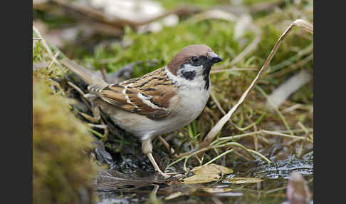 Feldsperling (Passer montanus)