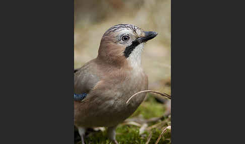 Eichelhäher (Garrulus glandarius)