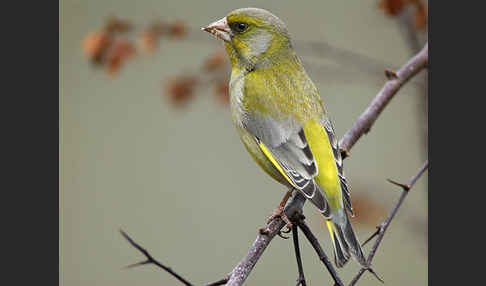 Grünfink (Carduelis chloris)