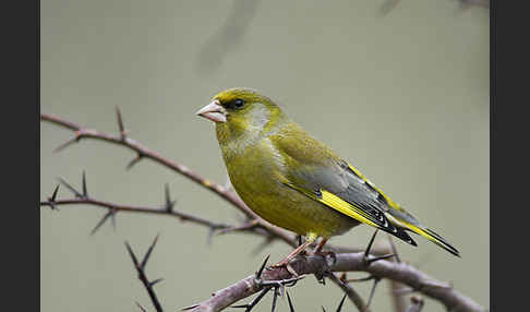 Grünfink (Carduelis chloris)