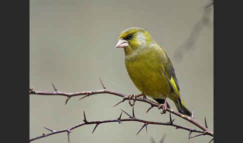 Grünfink (Carduelis chloris)