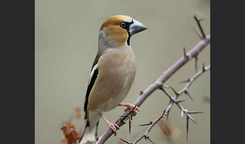 Kernbeißer (Coccothraustes coccothraustes)