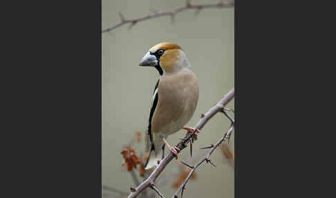 Kernbeißer (Coccothraustes coccothraustes)