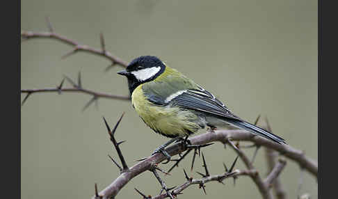 Kohlmeise (Parus major)