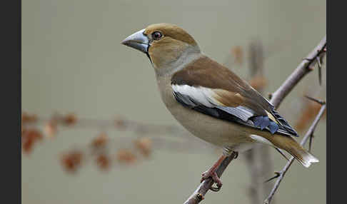 Kernbeißer (Coccothraustes coccothraustes)