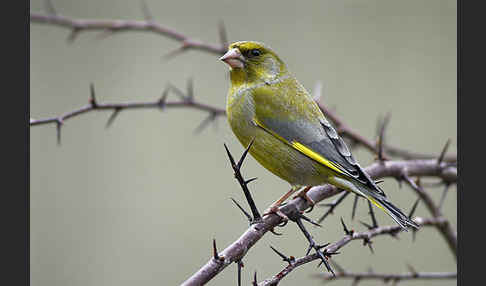 Grünfink (Carduelis chloris)