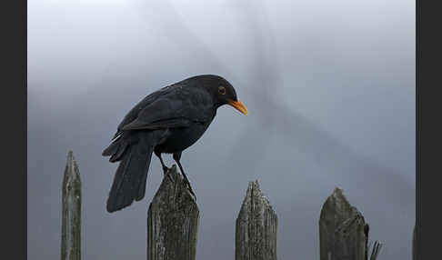 Amsel (Turdus merula)