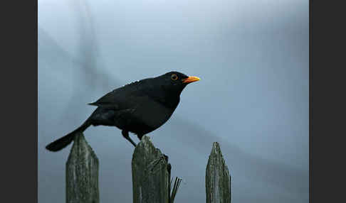 Amsel (Turdus merula)