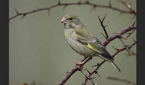 Grünfink (Carduelis chloris)