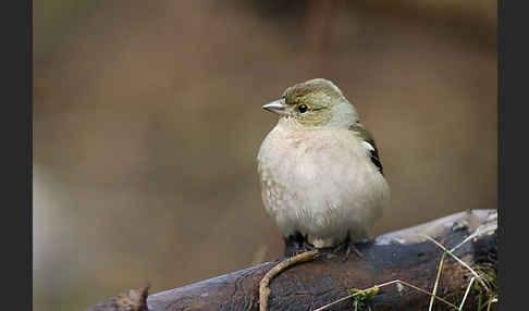 Buchfink (Fringilla coelebs)