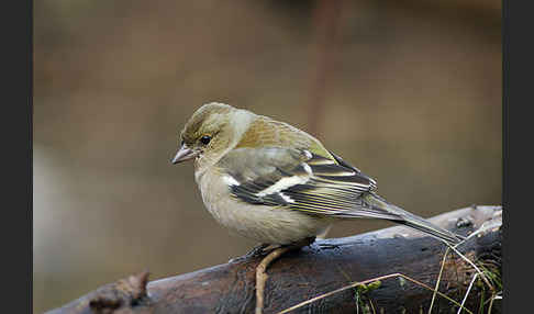 Buchfink (Fringilla coelebs)