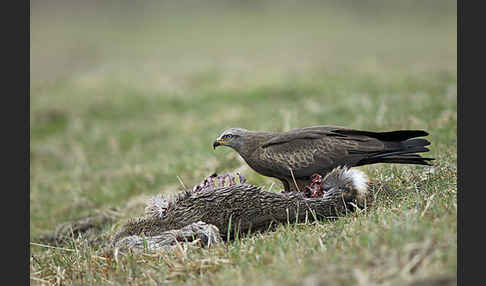 Schwarzmilan (Milvus migrans)