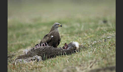 Schwarzmilan (Milvus migrans)