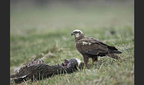 Rohrweihe (Circus aeruginosus)