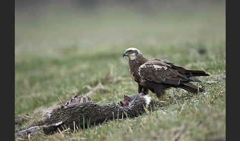 Rohrweihe (Circus aeruginosus)