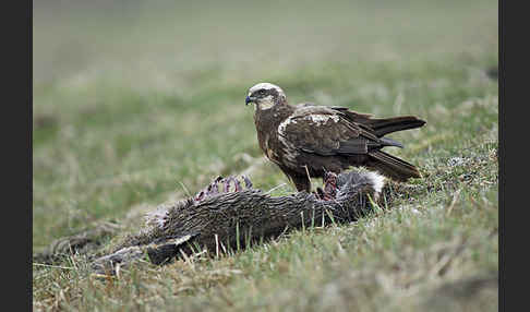 Rohrweihe (Circus aeruginosus)