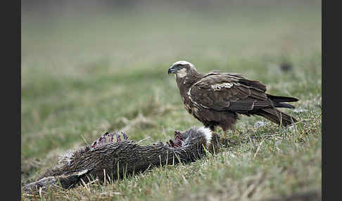 Rohrweihe (Circus aeruginosus)