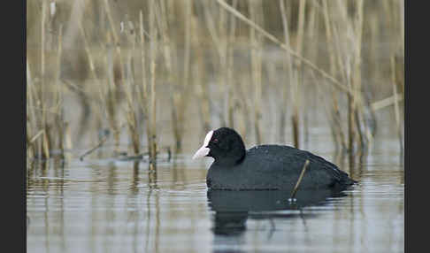 Blessralle (Fulica atra)