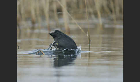 Blessralle (Fulica atra)