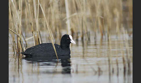 Blessralle (Fulica atra)