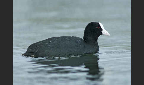 Blessralle (Fulica atra)