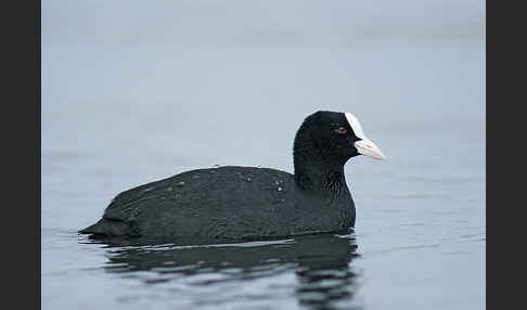 Blessralle (Fulica atra)