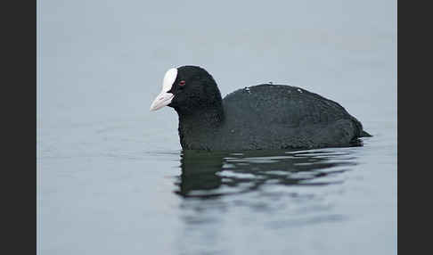 Blessralle (Fulica atra)