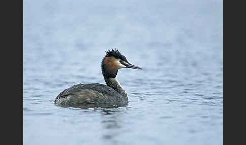 Haubentaucher (Podiceps cristatus)