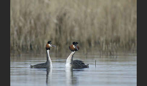 Haubentaucher (Podiceps cristatus)